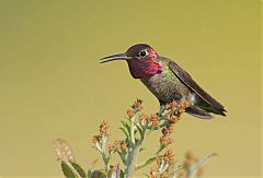 Anna's Hummingbird